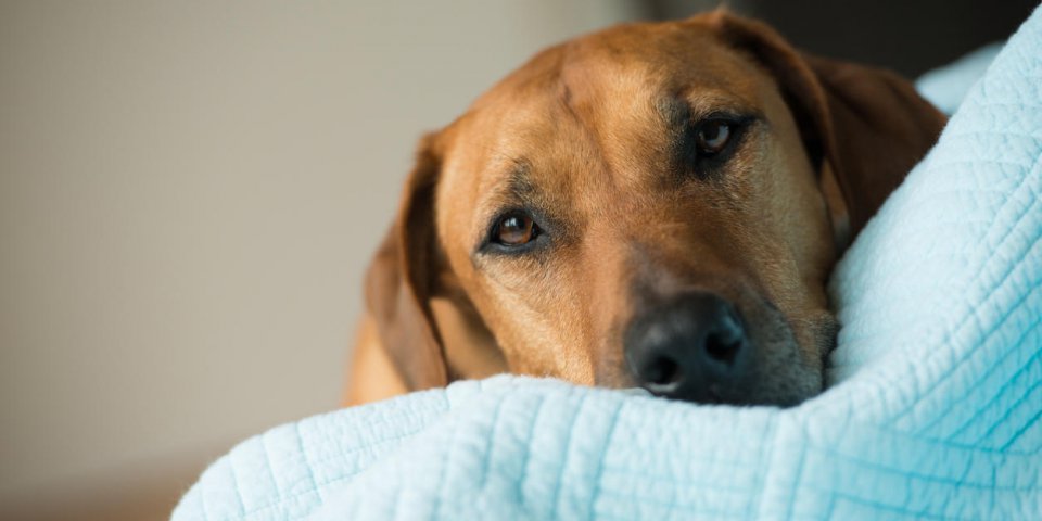 Séance de lecture avec le chien