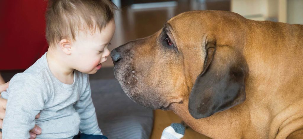 Les chiens de médiation apprécient leur travail, c'est la science qui le dit !